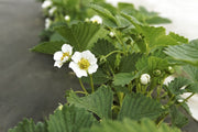 Strawberry plants in bloom growing through woven ground cover fabric at a nursery
